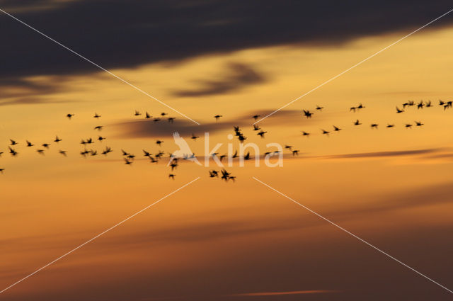 Gans (Anser spec.)