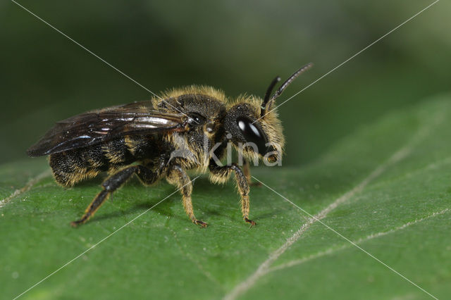 Geelgerande tubebij (Stelis punctulatissima)