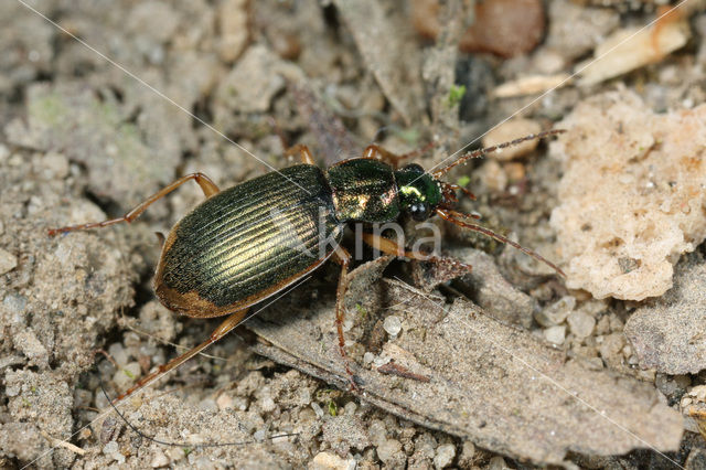 Geelrandfluweelloper (Chlaenius vestitus)