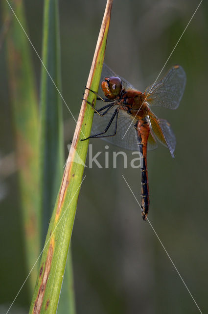 Yellow-winged Darter (Sympetrum flaveolum)