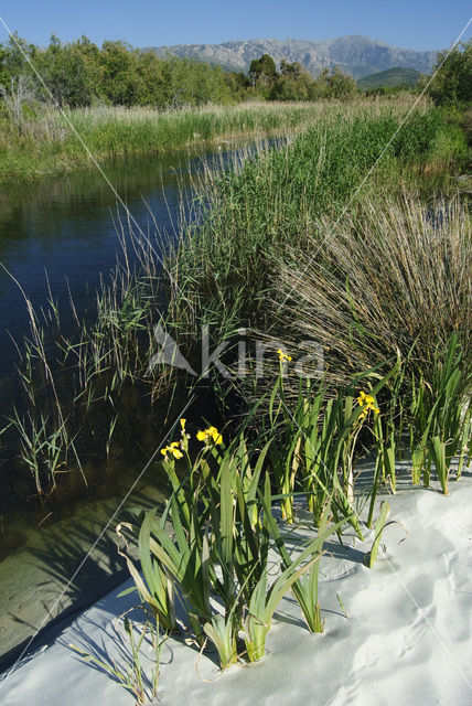 Gele lis (Iris pseudacorus)