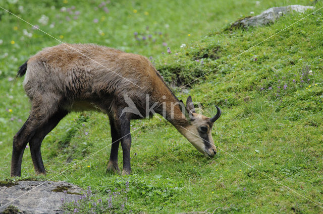 Chamois (Rupicapra rupicapra)