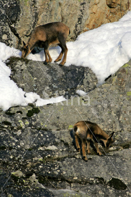 Chamois (Rupicapra rupicapra)