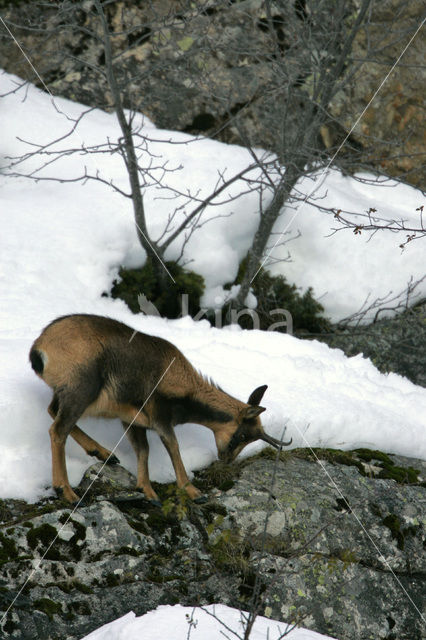 Chamois (Rupicapra rupicapra)