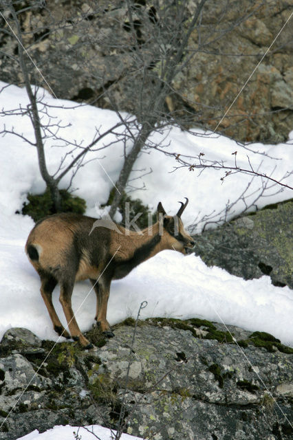 Chamois (Rupicapra rupicapra)