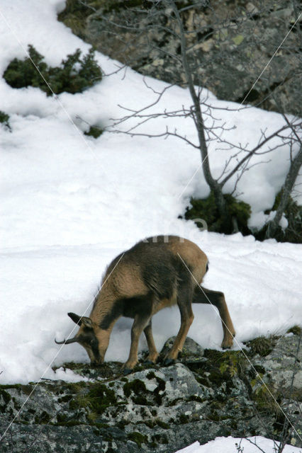 Chamois (Rupicapra rupicapra)