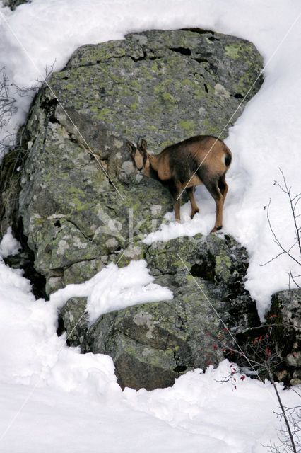 Chamois (Rupicapra rupicapra)