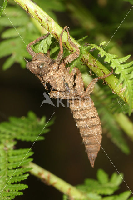 Golden-ringed Dragonfly (Cordulegaster boltonii)