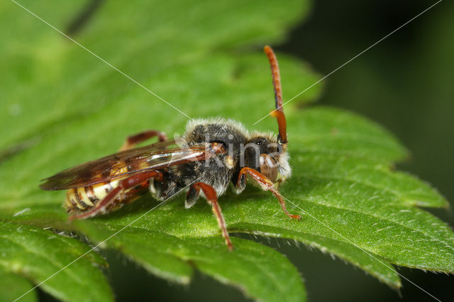 Gewone dubbeltand (Nomada ruficornis)