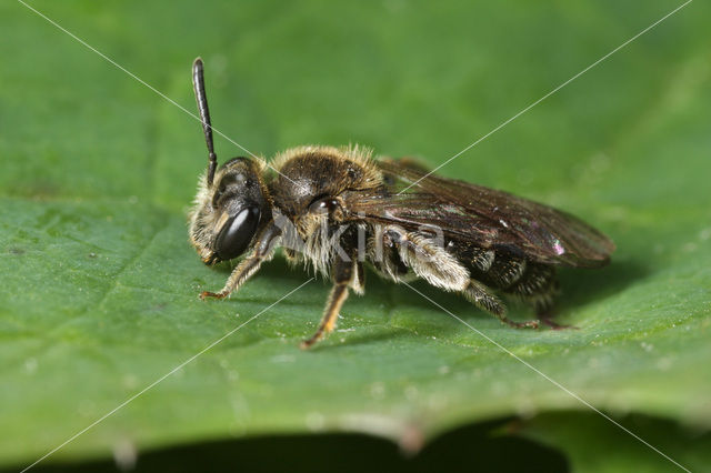 Gewone dwergzandbij (Andrena minutula)