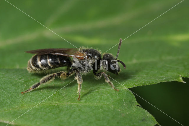 Lasioglossum sexstrigatum