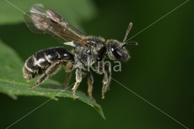 Gewone franjegroefbij (Lasioglossum sexstrigatum)