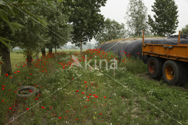 Field Poppy (Papaver rhoeas)