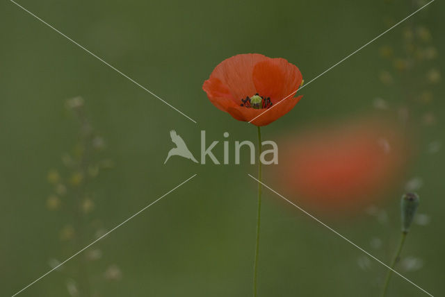 Gewone klaproos (Papaver rhoeas)