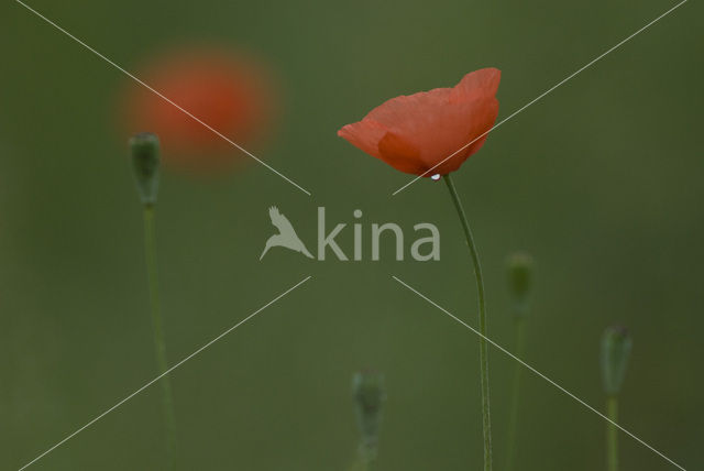 Gewone klaproos (Papaver rhoeas)