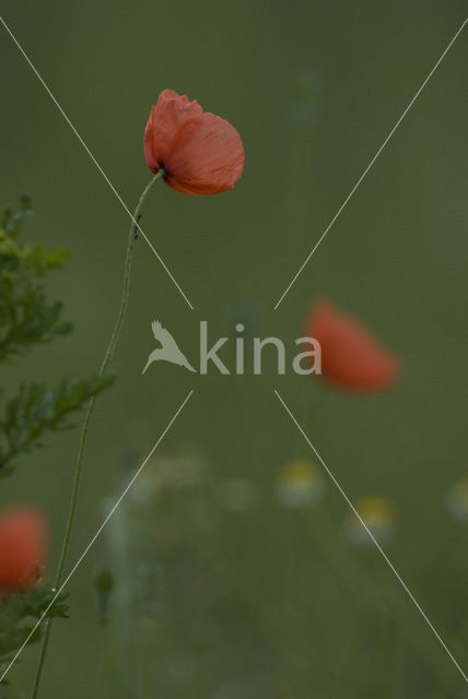 Gewone klaproos (Papaver rhoeas)