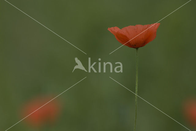 Gewone klaproos (Papaver rhoeas)