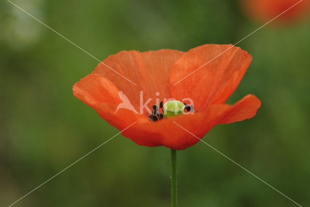 Gewone klaproos (Papaver rhoeas)