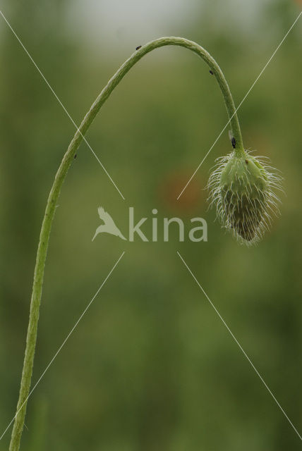 Gewone klaproos (Papaver rhoeas)