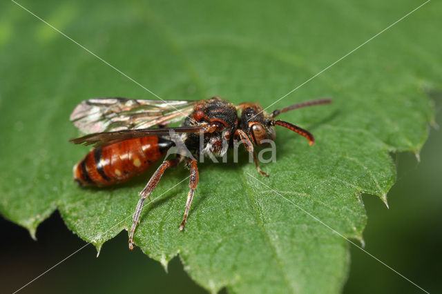 Gewone kleine wespbij (Nomada flavoguttata)