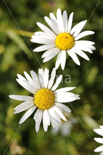 Ox-eye Daisy (Leucanthemum vulgare)