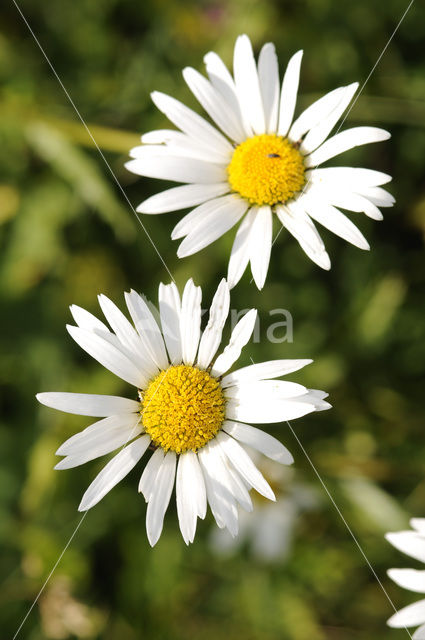 Gewone margriet (Leucanthemum vulgare)