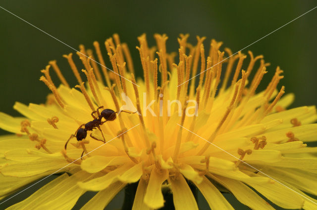 Gewone paardenbloem (Taraxacum officinale)