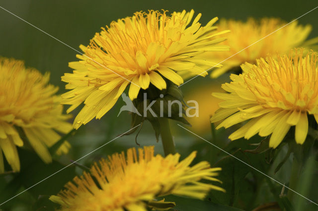 Common Dandelion (Taraxacum officinale)