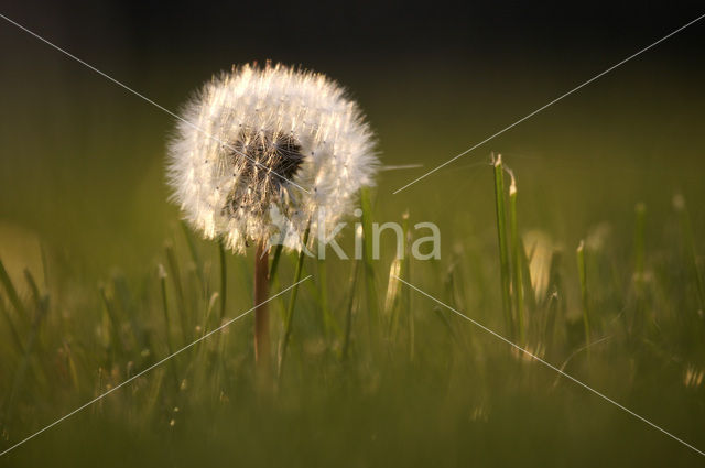 Gewone paardenbloem (Taraxacum officinale)