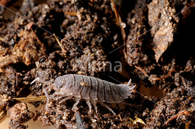 Common Rough Woodlouse (Porcellio scaber)