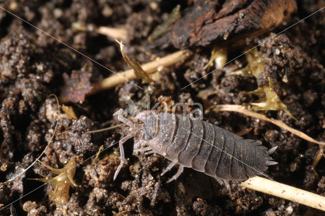 Common Rough Woodlouse (Porcellio scaber)