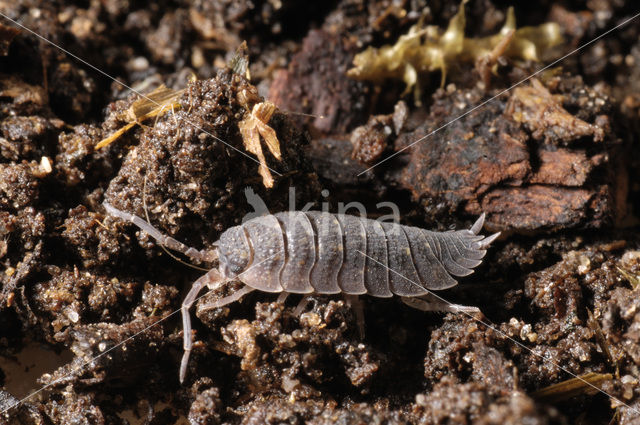 Gewone Pissebed (Porcellio scaber)