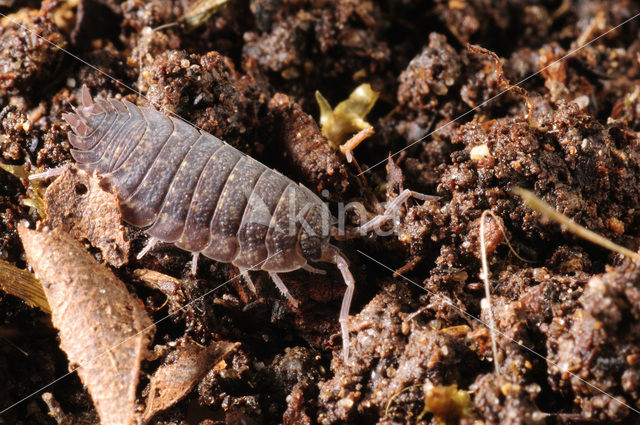 Common Rough Woodlouse (Porcellio scaber)