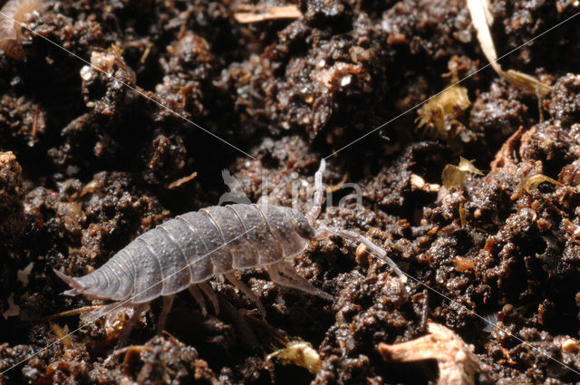 Common Rough Woodlouse (Porcellio scaber)