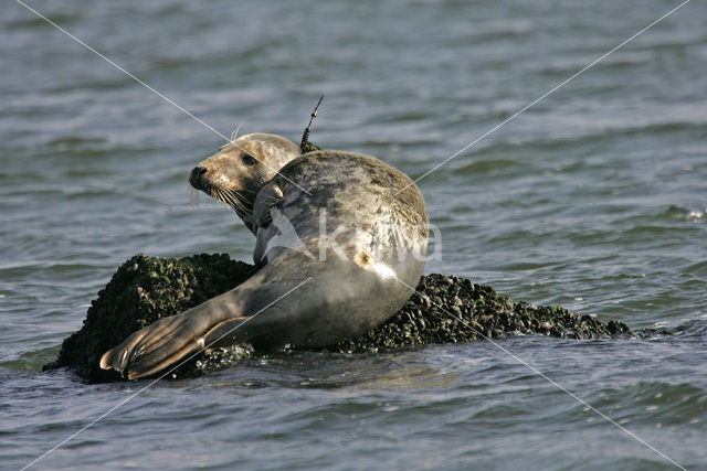 Gewone zeehond (Phoca vitulina)