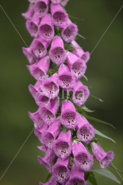Gewoon vingerhoedskruid (Digitalis purpurea)