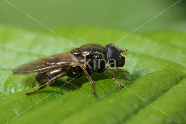Hoverfly (Cheilosia sp.)