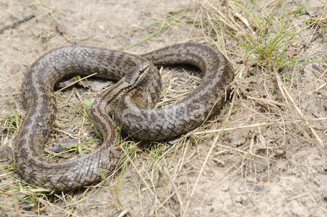 Gladde slang (Coronella austriaca)