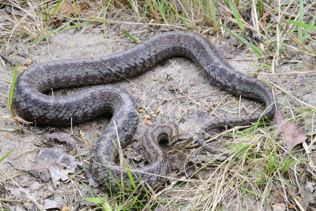 Smooth Snake (Coronella austriaca)