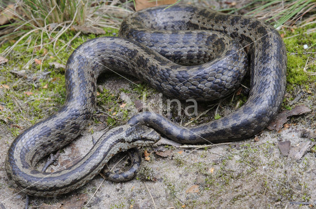 Smooth Snake (Coronella austriaca)