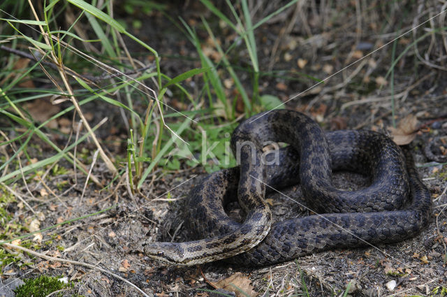 Smooth Snake (Coronella austriaca)