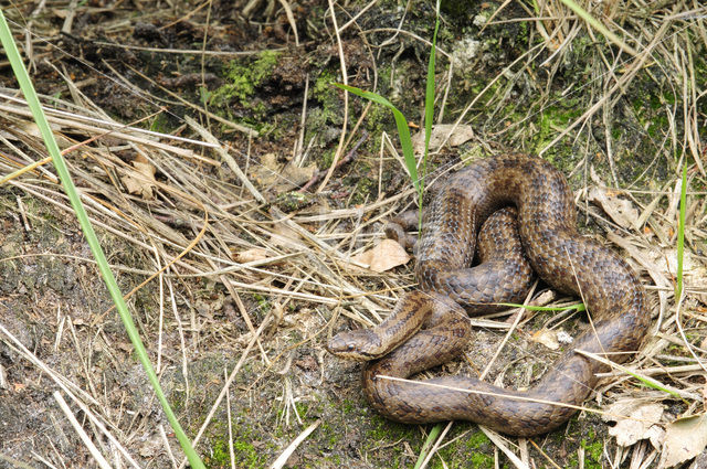 Gladde slang (Coronella austriaca)