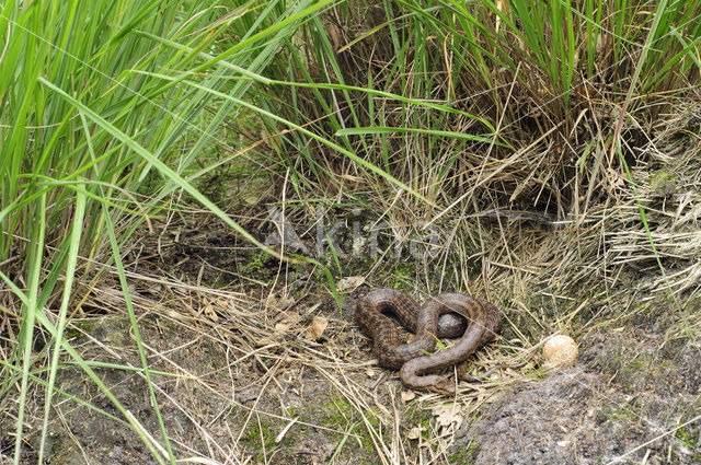 Gladde slang (Coronella austriaca)