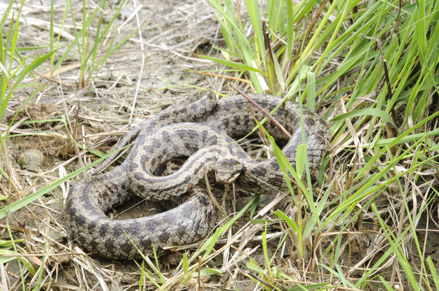 Gladde slang (Coronella austriaca)