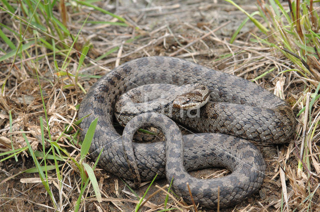 Smooth Snake (Coronella austriaca)