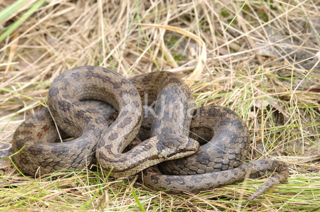 Gladde slang (Coronella austriaca)