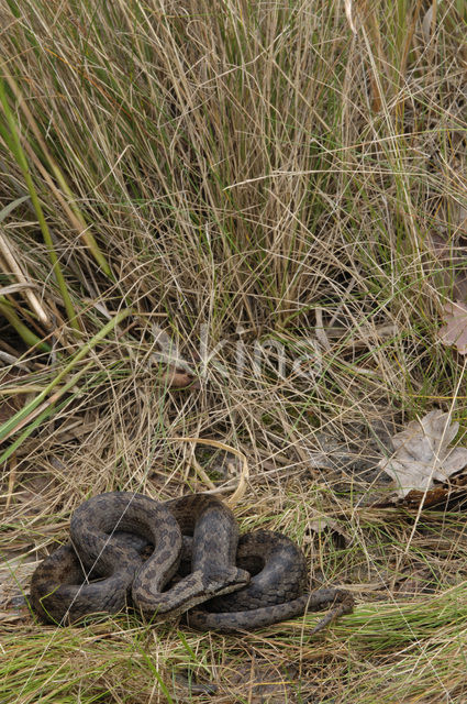 Smooth Snake (Coronella austriaca)