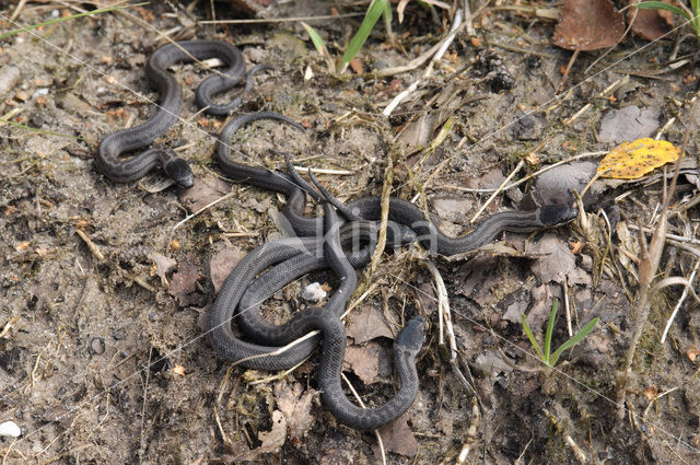 Smooth Snake (Coronella austriaca)