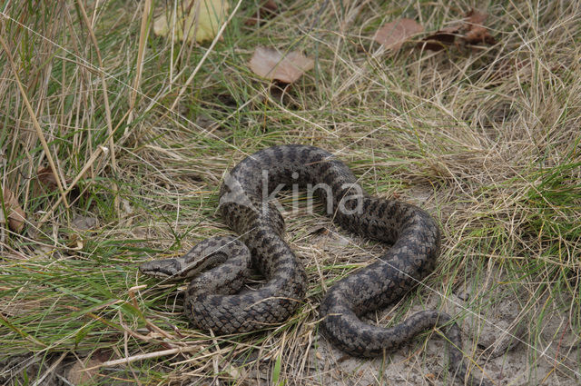 Gladde slang (Coronella austriaca)