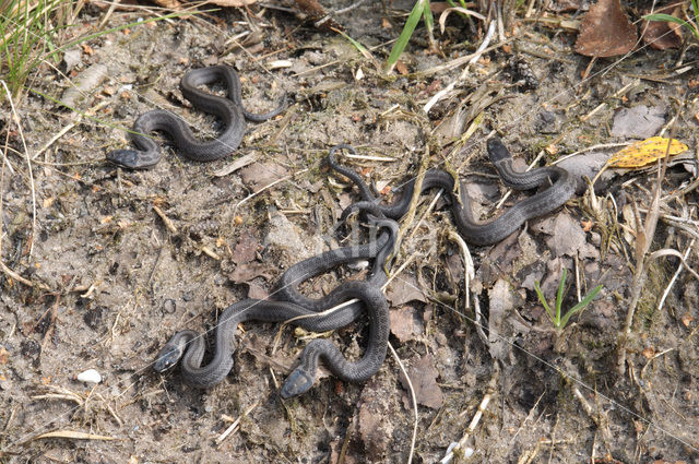 Gladde slang (Coronella austriaca)